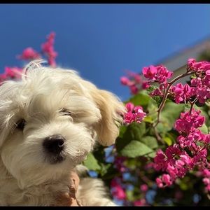 Meet your Posher, Anne